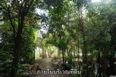 ขายที่ดินติดแม่น้ำท่าจีน อ.สามพราน จ.นครปฐม อยู่ฝั่งตรงข้ามวัดเชิงเลน-202312211014071703128447081.jpg