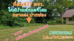 ขาย ที่ดิน  477 ตร.วา ทำเลมาแรงแปลงสวย กลางดง ติดเขาใหญ่-202401201811591705749119074.jpg