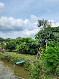 ที่ดินทำเลดีมาก 1 ไร่ 1 งาน. ฟรี บ้านสวน บ่อเลี้ยงปลา สวนลำใย มะนาวและอื่นๆ อ.แม่แตง ต.สันมหาพน (ติดแม่ริม) จ.เชียงใหม่  (เจ้าของขายเอง)-202408011527041722500824667.jpg