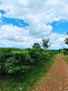 ขายที่ดินพร้อมสวนติดเชิงเขา ราคาถูก  ทำเลทอง อำเภอสอยดาว จังหวัดจันทบุรี (เจ้าของขายเอง)-202408191558471724057927987.jpg