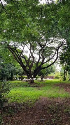 ขายด่วน!! ที่ดินเชียงใหม่ ติดพิพิธภัณฑ์พระพิฆเนศ อ.ดอยหล่อ พร้อมบ้าน 4 หลัง Tel. 064-0635346-202409111350141726037414768.jpg