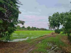 ขายที่ดินติดถนนคลอง12 ทำเลสวย ที่ดินสีชมพู จังหวัดปทุมธานี (เจ้าของขายเอง)-202409301534351727685275126.jpg