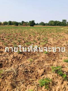 ขายที่ดิน 207 ไร่ติดถนนดำหน้ากว้าง 500เมตร อ.จตุรัสไร่ละ 1.2 แสน-202412081333011733639581376.jpg