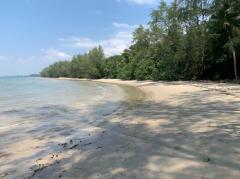 ขายที่ดินสวยริมหาด จ.ตราด 39 ไร่ พึ่งสร้างถนนภายในใหม่ เดินทางสะดวก เหมาะทำรีสอร์ท บ้านพัก Beautiful land for sale on the beach in Trat Province 出售位于达叻府海滩的美丽土地，39 莱 新建内部道路，交通便利，适合度假村、房屋，拥有 600 多个果园，随时可以收获，绝对可观的利润，地理位置优越 详情-202502091612581739092378839.jpeg