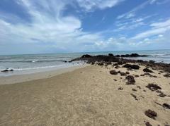 ขายที่ดินสวยริมหาด จ.ตราด 39 ไร่ พึ่งสร้างถนนภายในใหม่ เดินทางสะดวก เหมาะทำรีสอร์ท บ้านพัก Beautiful land for sale on the beach in Trat Province 出售位于达叻府海滩的美丽土地，39 莱 新建内部道路，交通便利，适合度假村、房屋，拥有 600 多个果园，随时可以收获，绝对可观的利润，地理位置优越 详情-202502091612591739092379876.jpeg