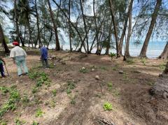 ขายที่ดินสวยริมหาด จ.ตราด 39 ไร่ พึ่งสร้างถนนภายในใหม่ เดินทางสะดวก เหมาะทำรีสอร์ท บ้านพัก Beautiful land for sale on the beach in Trat Province 出售位于达叻府海滩的美丽土地，39 莱 新建内部道路，交通便利，适合度假村、房屋，拥有 600 多个果园，随时可以收获，绝对可观的利润，地理位置优越 详情-202502091613001739092380613.jpeg