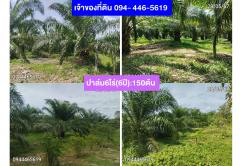 ขายที่สวนปาล์ม+ทุเรียน+พร้อมบ้าน ในทต.ท่าขนอน อ.คีรีรัฐนิคม จ.สฎ.-202502280951341740711094913.jpg