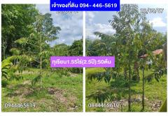 ขายที่สวนปาล์ม+ทุเรียน+พร้อมบ้าน ในทต.ท่าขนอน อ.คีรีรัฐนิคม จ.สฎ.-202502280951351740711095544.jpg