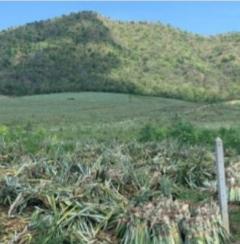 ขาย ที่ดิน ตำบลพุสวรรค์ อำเภอแก่งกระจาน จังหวัดเพชรบุรี