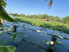 ขายที่ดิน400ตร.ว.ย่านนครปฐมศาลายาพุทธมณฑลติดถนน4เลนด้านหลังติดคลองนราภิรมย์