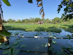 ขายที่ดิน 400 ตร.ว. นครปฐม ศาลายา พุทธมณฑลติดถนน 4 เลน ด้านหลังติดคลองนราภิรมย์ ใกล้ ร.ร.พระตำหนักสวนกุหลาบ ตลาดกิเลน ม.มหิดล ถ.พุทธมณฑลสาย 4 ถ.บรมราชชนนี เหมาะสร้างบ้านโฮมออฟฟิศ โชว์รูม-202503121732041741775524885.jpg