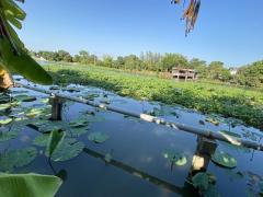 ขายที่ดิน 400 ตร.ว. นครปฐม ศาลายา พุทธมณฑลติดถนน 4 เลน ด้านหลังติดคลองนราภิรมย์ ใกล้ ร.ร.พระตำหนักสวนกุหลาบ ตลาดกิเลน ม.มหิดล ถ.พุทธมณฑลสาย 4 ถ.บรมราชชนนี เหมาะสร้างบ้านโฮมออฟฟิศ โชว์รูม-202503121732061741775526638.jpg